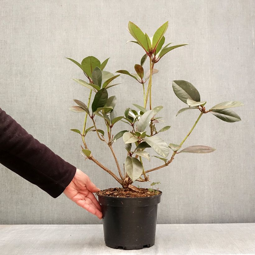 Exemplar von Rhododendron vireya Strawberry Parfait Topf mit 3L/4L wie im Frühjahr geliefert