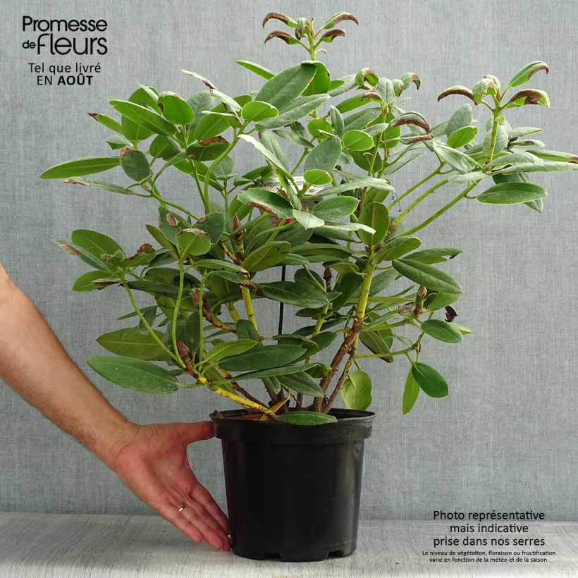 Exemplar von Rhododendron Virginia Richards Topf mit 4L/5L wie im Sommer geliefert