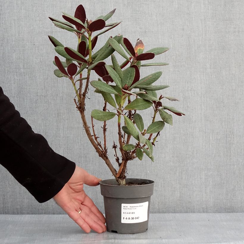 Exemplar von Rhododendron Wine & Roses Topf 12 cm / 13 cm wie im Winter geliefert