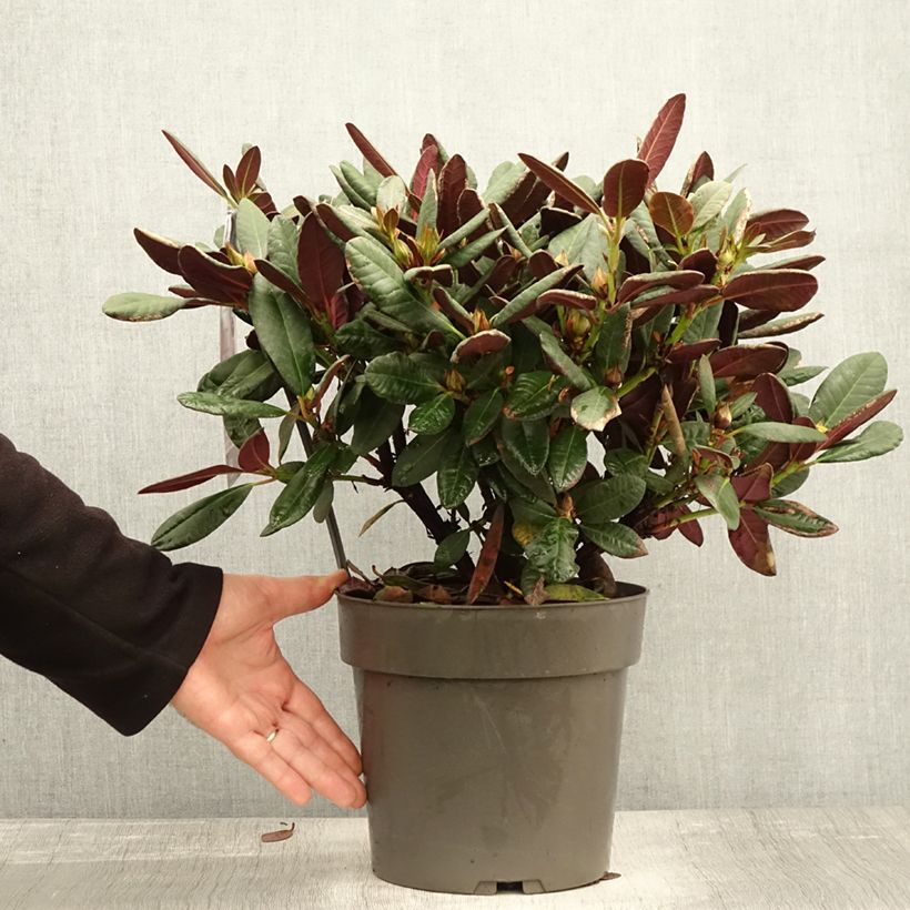 Exemplar von Rhododendron Wine & Roses Topf mit 6L/7L wie im Herbst geliefert