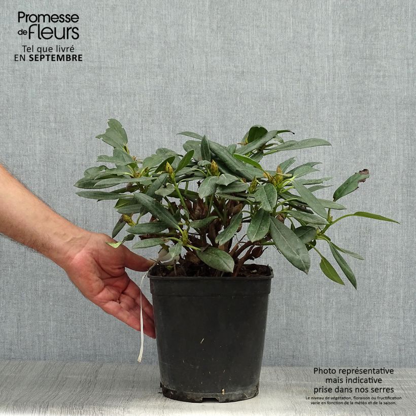 Exemplar von Rhododendron yakushimanum Barbarella Topf mit 4L/5L wie im Herbst geliefert