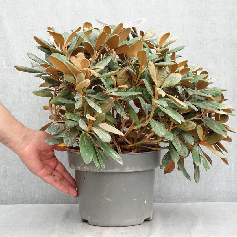 Exemplar von Rhododendron INKARHO® Debbie Dane - Yaku rhododendron Topf mit 4L/5L wie im Sommer geliefert