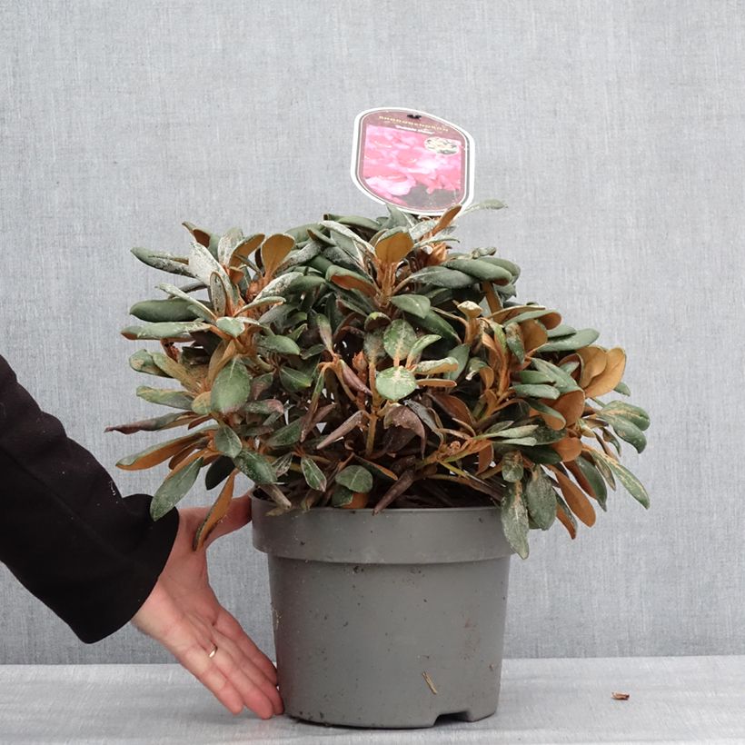 Exemplar von Rhododendron INKARHO® Debbie Dane - Yaku rhododendron Topf mit 4L/5L wie im Winter geliefert