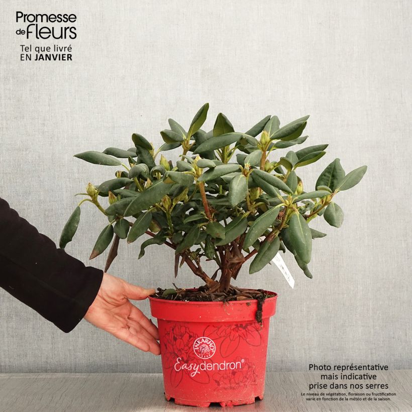 Exemplar von Rhododendron yakushimanum Easydendron Bohlken's Laura Topf mit 4L/5L wie im Winter geliefert