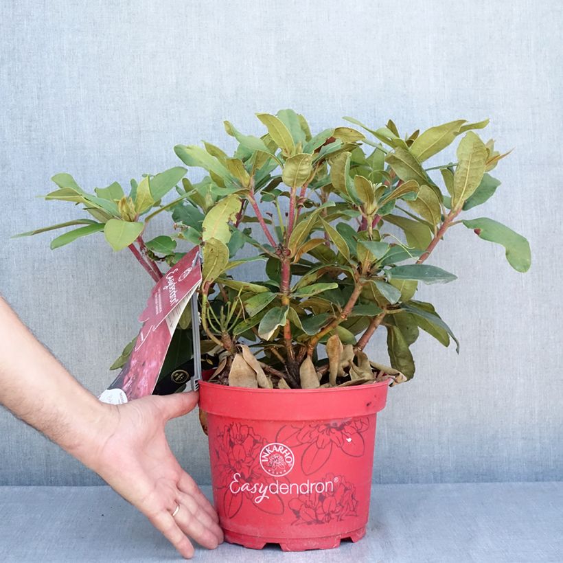 Exemplar von Rhododendron INKARHO® Bohlken's Roter Stern® - Yaku rhododendron Topf mit 4L/5L wie im Sommer geliefert