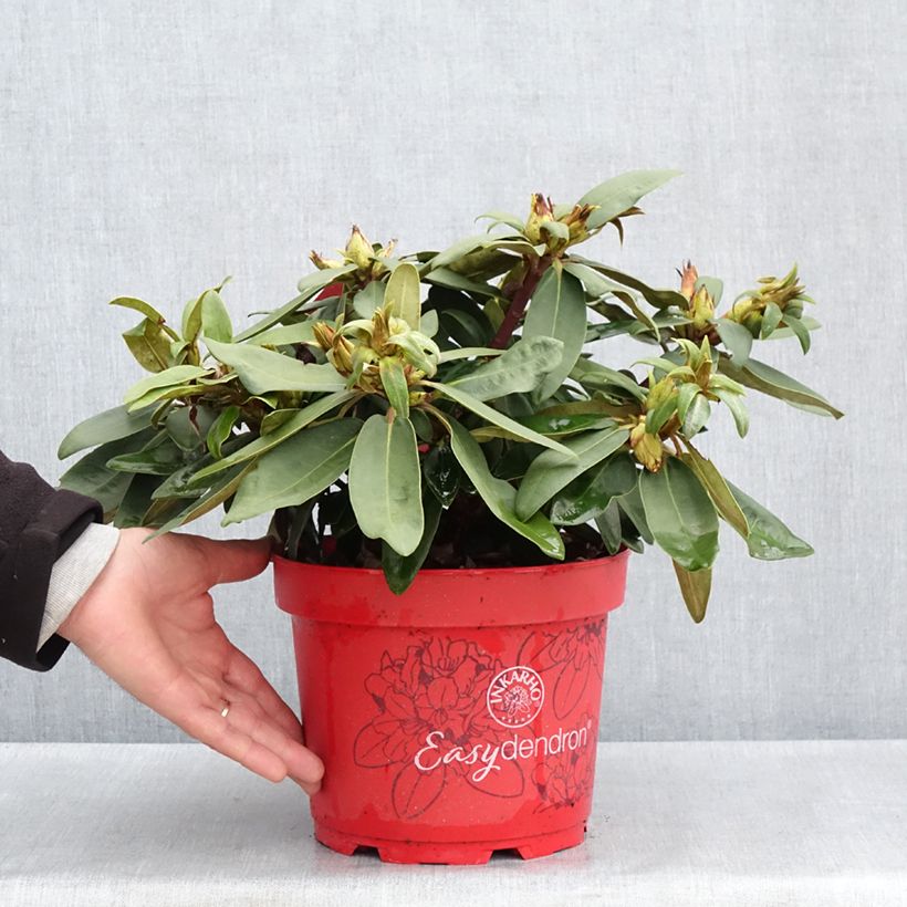 Exemplar von Rhododendron INKARHO® Bohlken's Roter Stern® - Yaku rhododendron Topf mit 4L/5L wie im Frühjahr geliefert