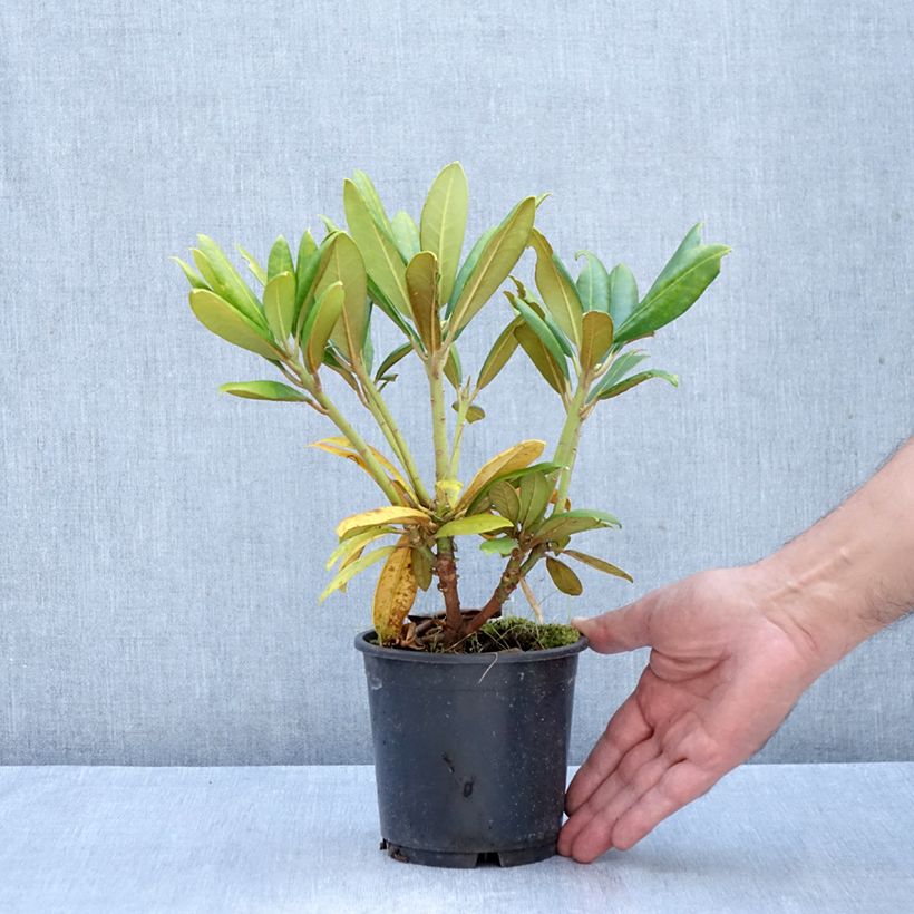 Exemplar von Rhododendron yakushimanum Kalinka Topf 12 cm / 13 cm wie im Herbst geliefert