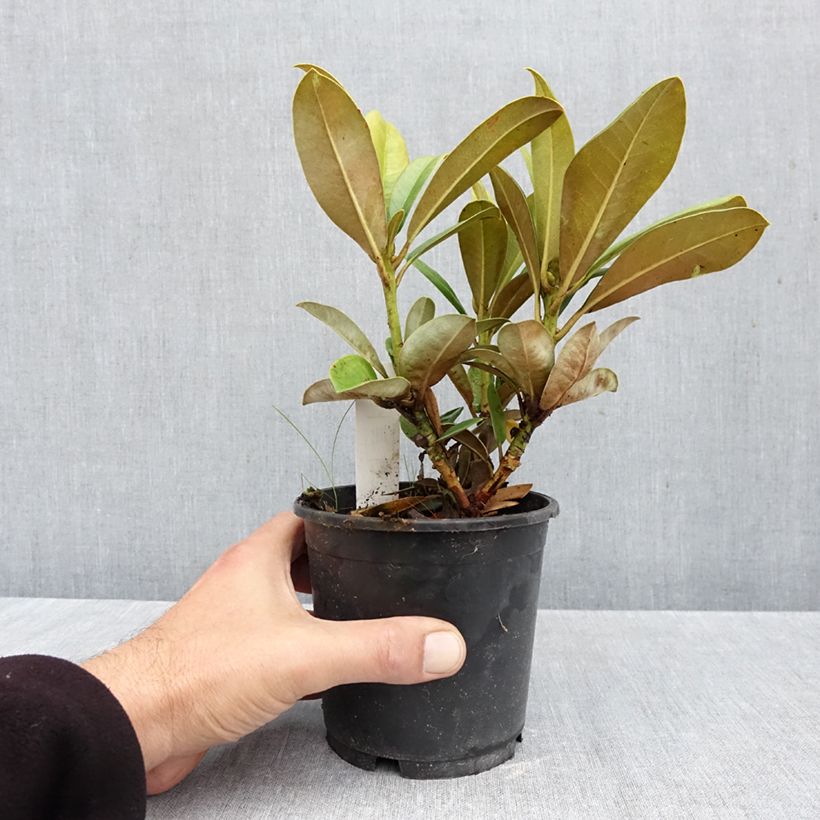 Exemplar von Rhododendron yakushimanum Morgenrot Topf 12 cm / 13 cm wie im Herbst geliefert