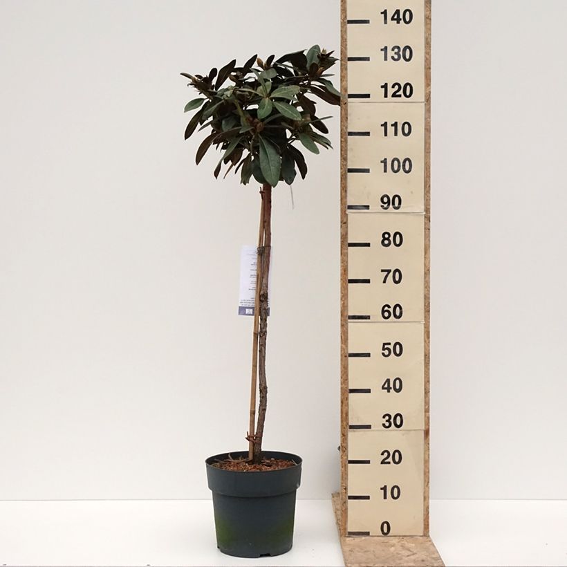 Exemplar von Rhododendron yakushimanum Morgenrot Topf mit 7,5L/10L wie im Winter geliefert