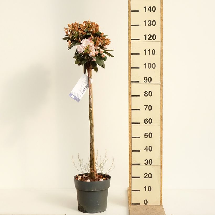 Exemplar von Rhododendron yakushimanum Polaris Topf mit 7,5L/10L, Stamm wie im Frühjahr geliefert