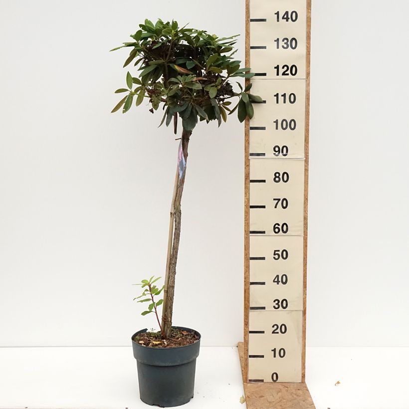 Exemplar von Rhododendron yakushimanum Polaris Topf mit 7,5L/10L, Stamm wie im Herbst geliefert