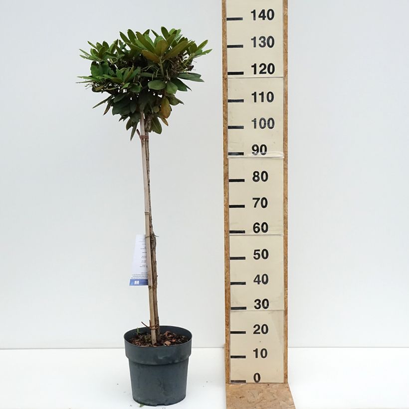 Exemplar von Rhododendron yakushimanum Polaris Topf mit 7,5L/10L wie im Sommer geliefert