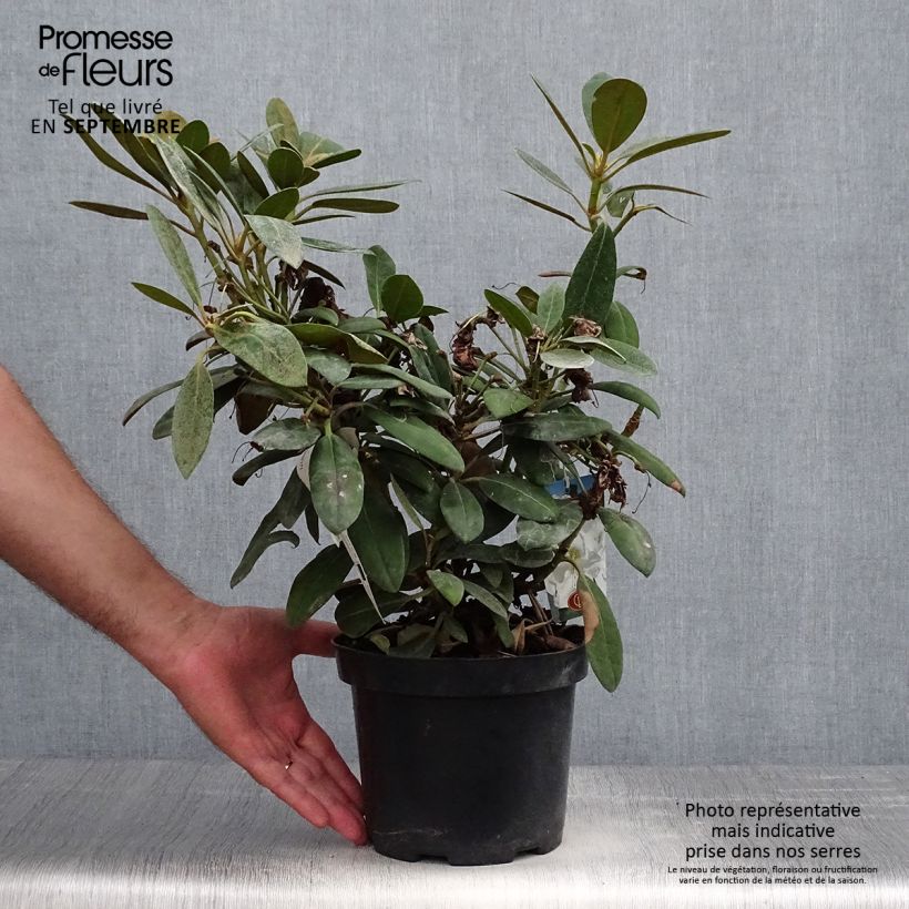 Exemplar von Rhododendron yakushimanum Porzellan Topf mit 3L/4L wie im Herbst geliefert
