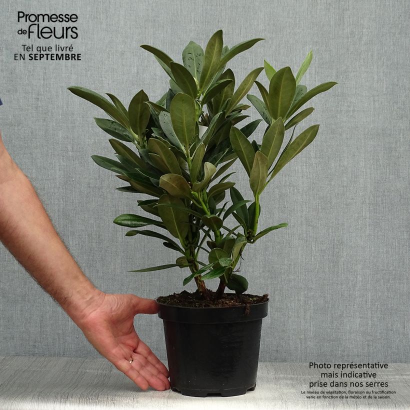Exemplar von Rhododendron yakushimanum Sneezy Topf mit 2L/3L wie im Herbst geliefert