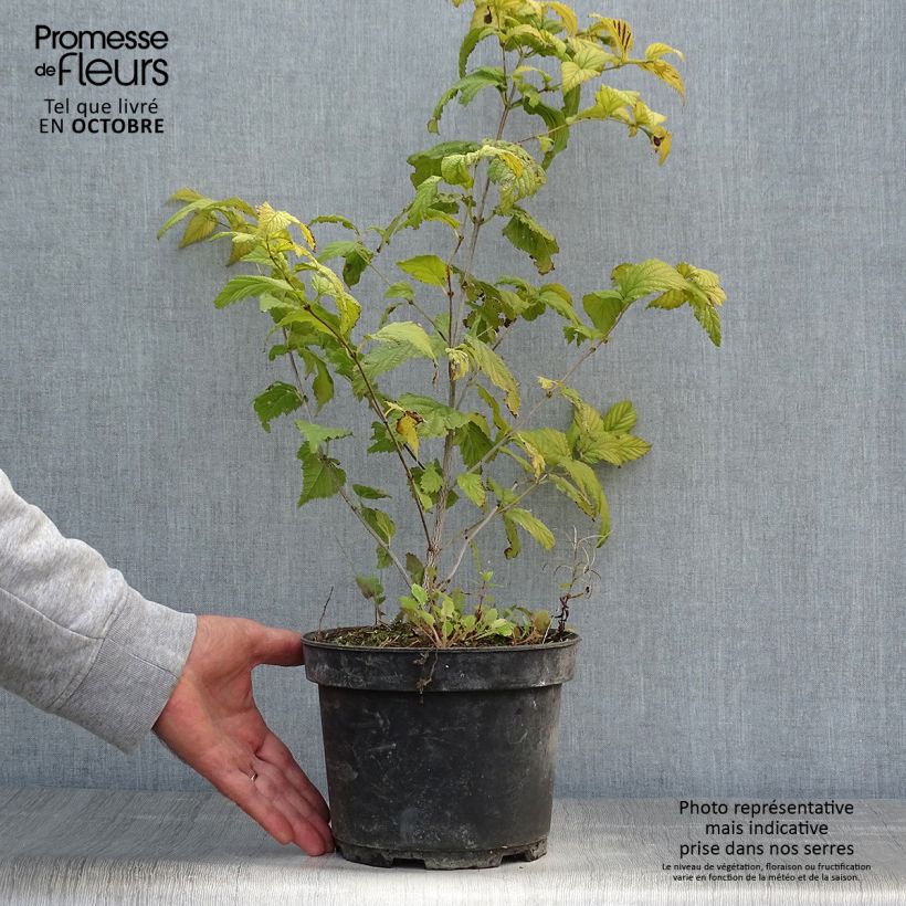 Exemplar von Rhodotypos scandens - Weiße Rosenkerrie Topf mit 3L/4L wie im Herbst geliefert