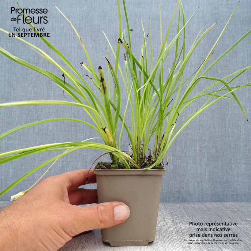 Exemplar von Rhodoxis Summer Stars Peppermint - Grasstern Kleine Töpfe von 8/9 cm wie im Herbst geliefert