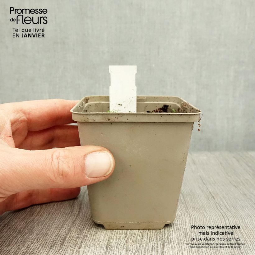 Exemplar von Rhodoxis Summer Stars Peppermint - Grasstern Kleine Töpfe von 8/9 cm wie im Winter geliefert