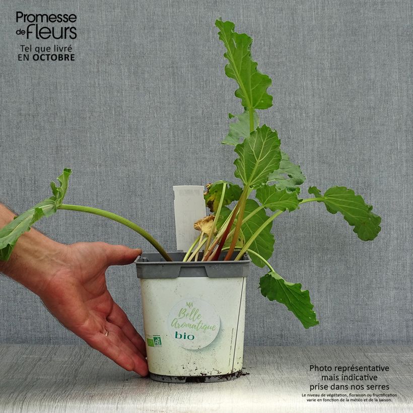 Exemplar von Rhapontik-Rhabarber - Rheum raponticum Topf mit 1L/1,5L wie im Herbst geliefert