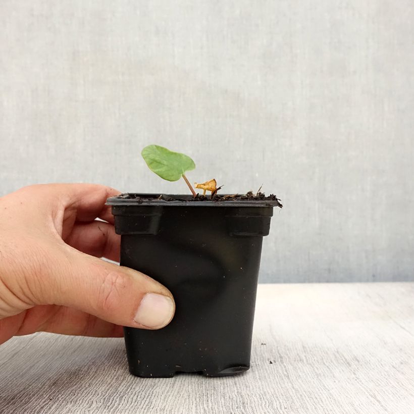 Exemplar von Rhabarber Victoria Kleine Töpfe von 8/9 cm wie im Herbst geliefert