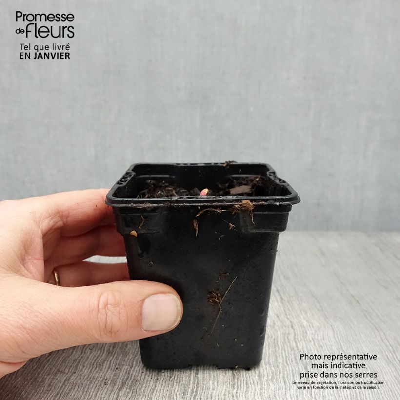 Exemplar von Rhabarber Victoria Kleine Töpfe von 8/9 cm wie im Winter geliefert