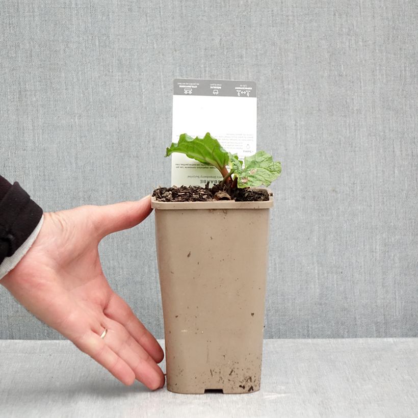 Exemplar von Rhapontik-Rhabarber Fulton's Strawberry Surprise Topf mit 1L/1,5L wie im Herbst geliefert