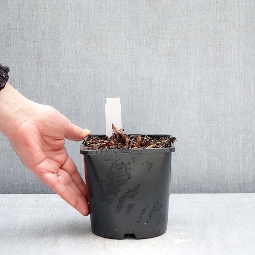 Exemplar von Rheum palmatum var. tanguticum - Handlappiger Rhabarber Topf mit 2L/3L wie im Winter geliefert