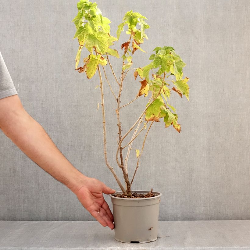 Exemplar von Kanadische Johannisbeere Variegatum - Ribes americanum Topf mit 3L/4L wie im Sommer geliefert