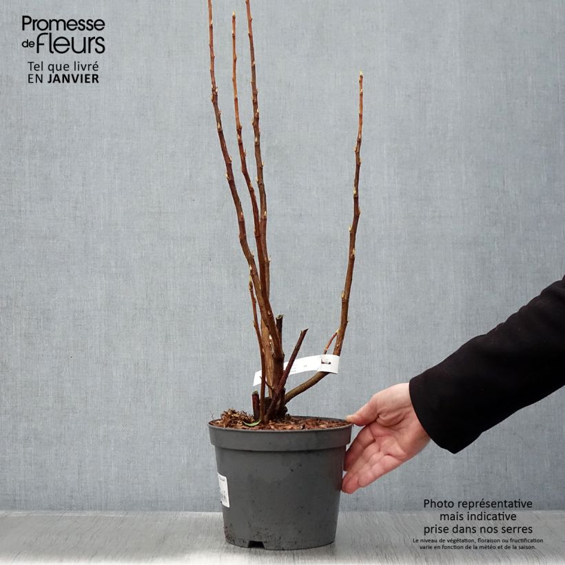 Exemplar von Blut-Johannisbeere - Ribes sanguineum Topf mit 3L/4L wie im Winter geliefert