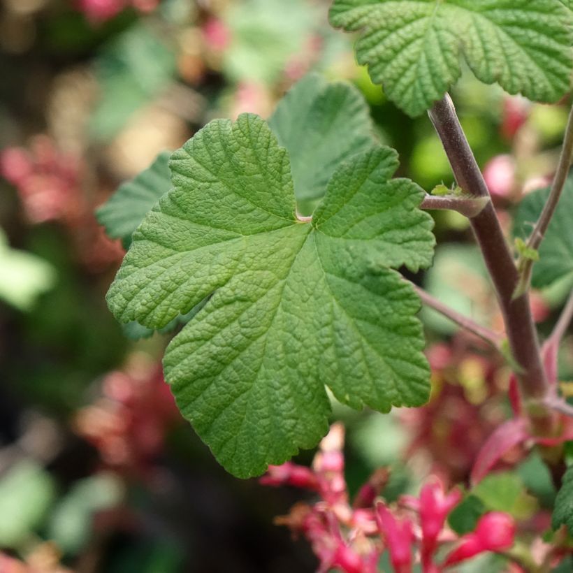 Blut-Johannisbeere Johannie PinkPomp - Ribes sanguineum (Laub)