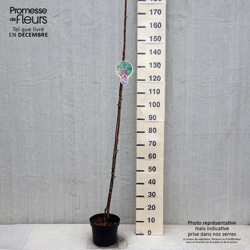 Exemplar von Robinia pseudoacacia Casque Rouge - Gewöhnliche Robinie Topf mit 4L/5L wie im Herbst geliefert