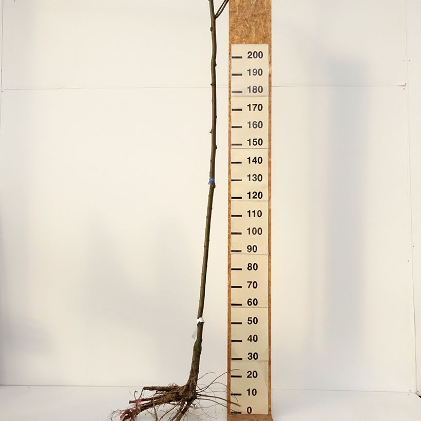 Exemplar von Robinia pseudoacacia Casque Rouge - Gewöhnliche Robinie Wurzelnackt wie im Winter geliefert