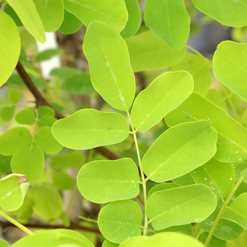 Robinia pseudoacacia Coluteoides - Gewöhnliche Robinie (Laub)