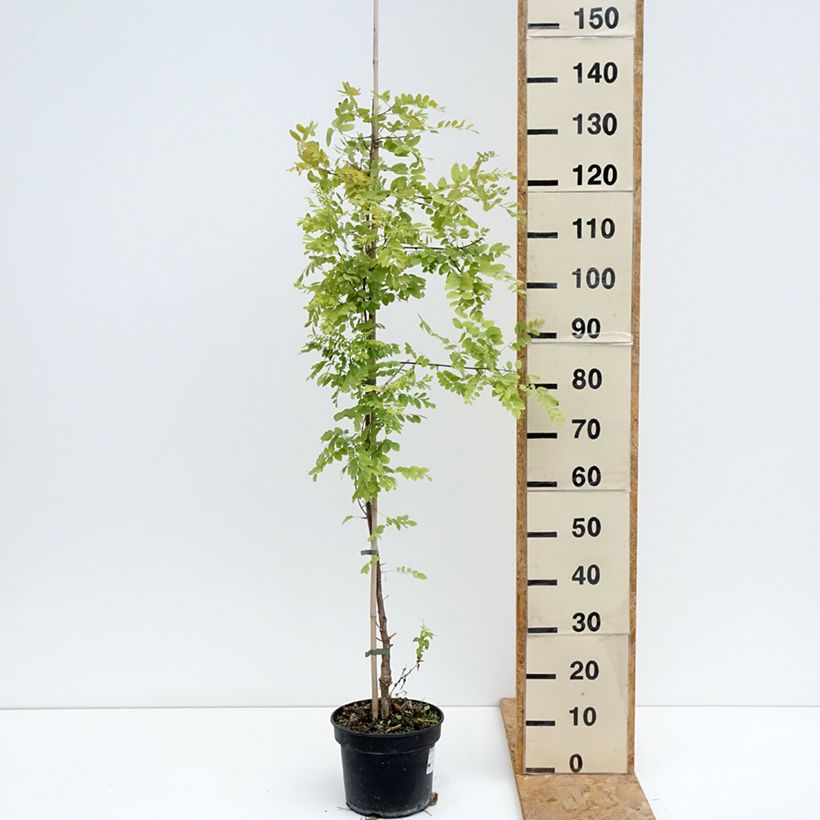 Exemplar von Robinia pseudoacacia Coluteoides - Gewöhnliche Robinie Topf mit 4L/5L wie im Sommer geliefert