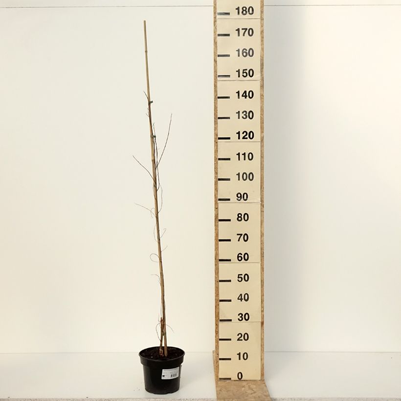 Exemplar von Robinia pseudoacacia Coluteoides - Gewöhnliche Robinie Topf mit 4L/5L wie im Winter geliefert