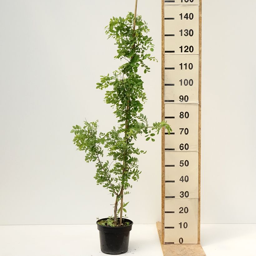 Exemplar von Robinia pseudoacacia Coluteoides - Gewöhnliche Robinie Topf mit 4L/5L wie im Frühjahr geliefert