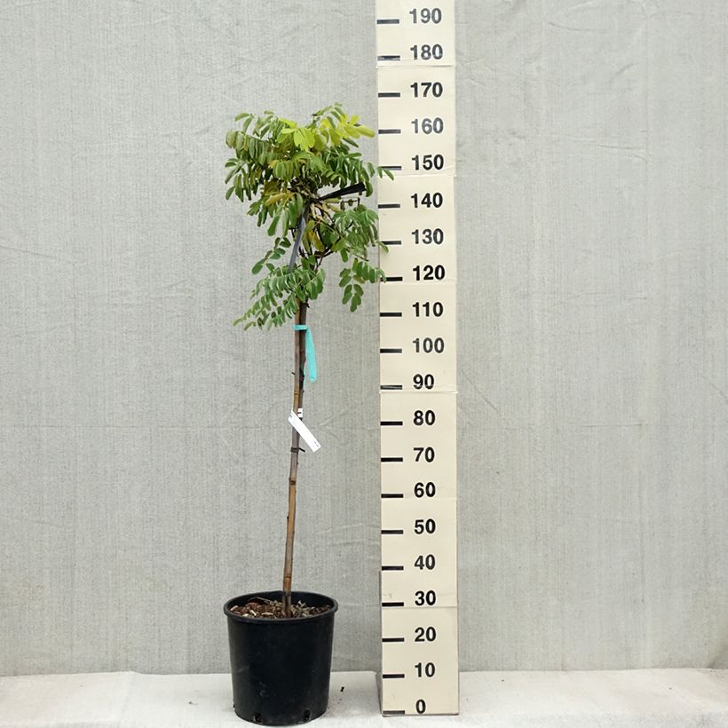 Exemplar von Robinia pseudoacacia Frisia - Gewöhnliche Robinie Topf mit 12L/15L wie im Herbst geliefert