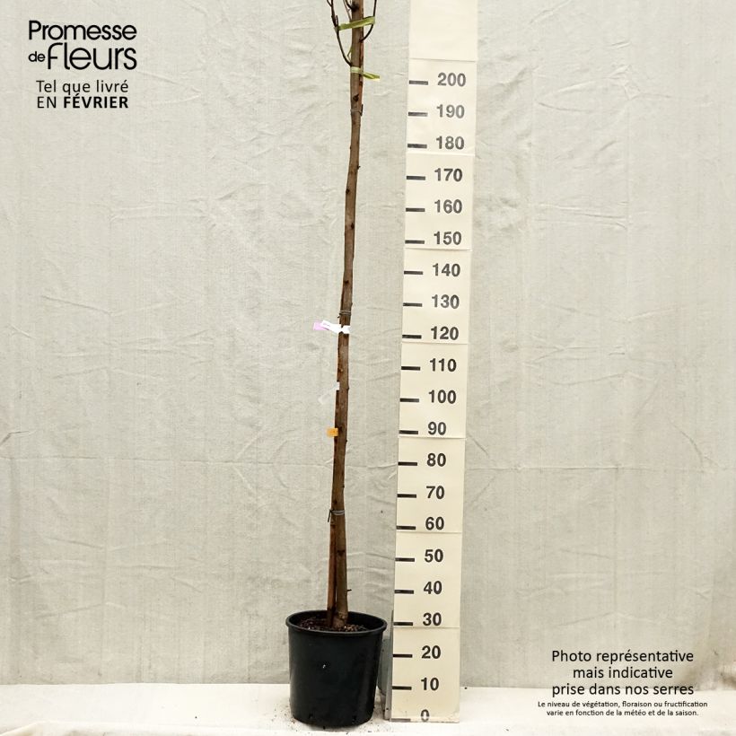 Exemplar von Robinia pseudoacacia Frisia - Gewöhnliche Robinie Topf mit 12L/15L wie im Winter geliefert