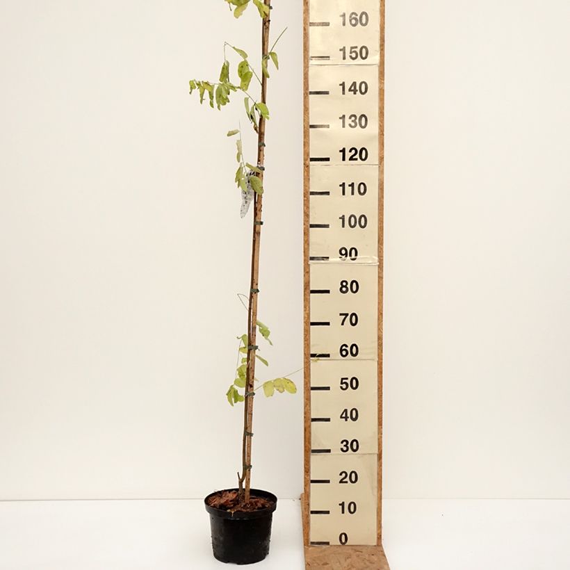 Exemplar von Robinia pseudoacacia Frisia - Gewöhnliche Robinie Topf mit 4L/5L wie im Herbst geliefert