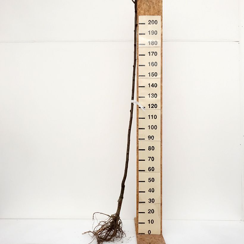 Exemplar von Robinia pseudoacacia Frisia - Gewöhnliche Robinie Wurzelnackt wie im Winter geliefert