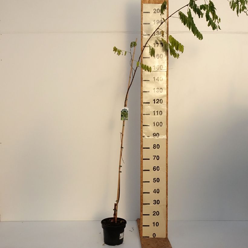 Exemplar von Robinia pseudoacacia Karolina Zamoyska - Gewöhnliche Robinie Topf mit 4L/5L wie im Herbst geliefert
