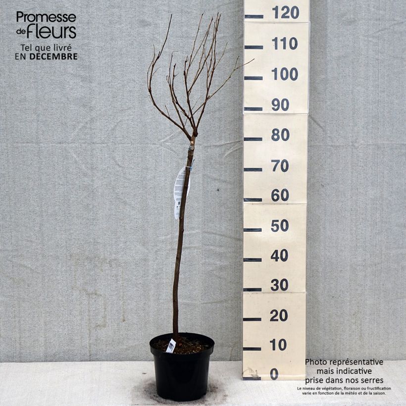 Exemplar von Robinia pseudoacacia Umbraculifera - Gewöhnliche Robinie Topf mit 4L/5L wie im Herbst geliefert