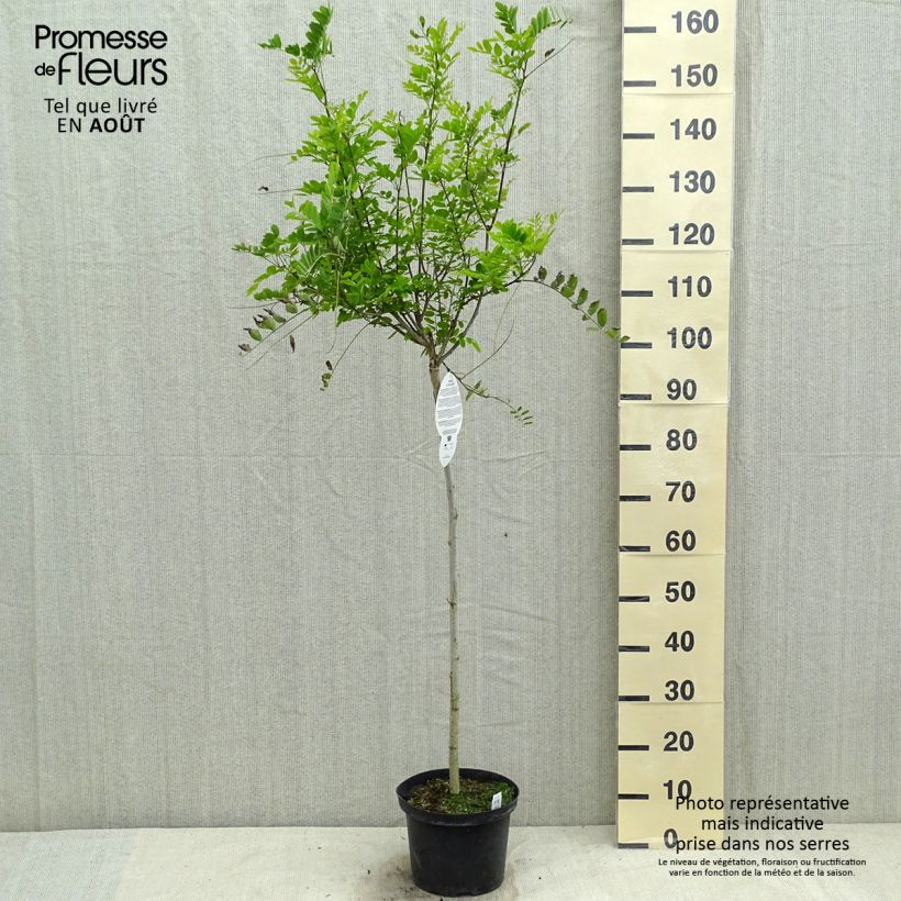 Exemplar von Robinia pseudoacacia Umbraculifera - Gewöhnliche Robinie Topf mit 4L/5L, Halbstamm wie im Sommer geliefert