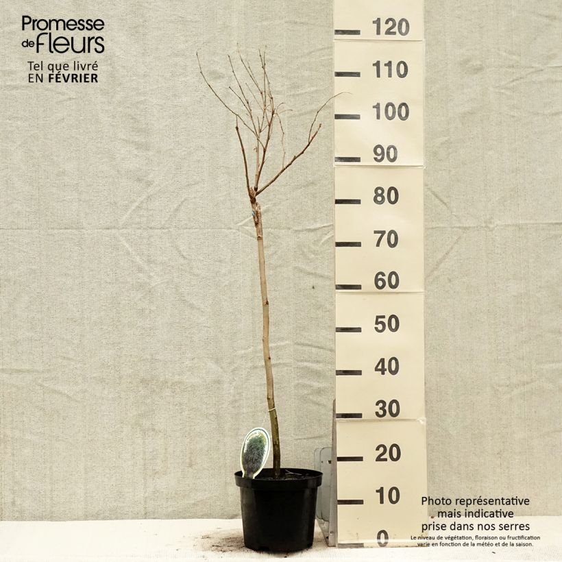 Exemplar von Robinia pseudoacacia Umbraculifera - Gewöhnliche Robinie Topf mit 4L/5L wie im Winter geliefert