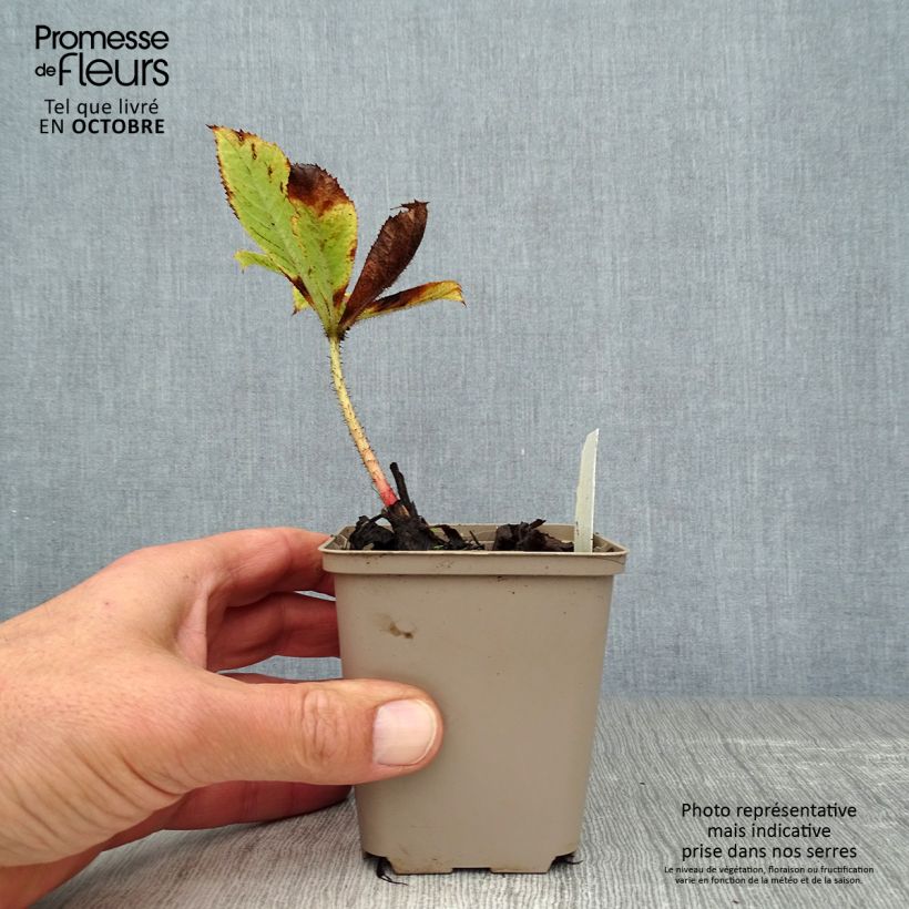 Exemplar von Rodgersia aesculifolia var. henrici - Schaublatt Kleine Töpfe von 8/9 cm wie im Herbst geliefert