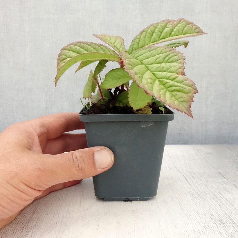Exemplar von Rodgersia aesculifolia var. henrici - Schaublatt Kleine Töpfe von 8/9 cm wie im Sommer geliefert