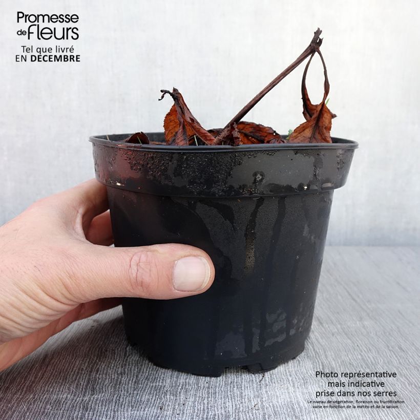 Exemplar von Rodgersia pinnata Bronze Peacock - Schaublatt Topf mit 2L/3L wie im Herbst geliefert