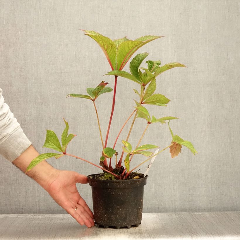 Exemplar von Rodgersia pinnata Chocolate Wings - Schaublatt Topf mit 2L/3L wie im Herbst geliefert