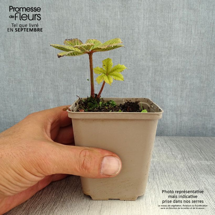 Exemplar von Rodgersia pinnata Hercules - Schaublatt Kleine Töpfe von 8/9 cm wie im Sommer geliefert