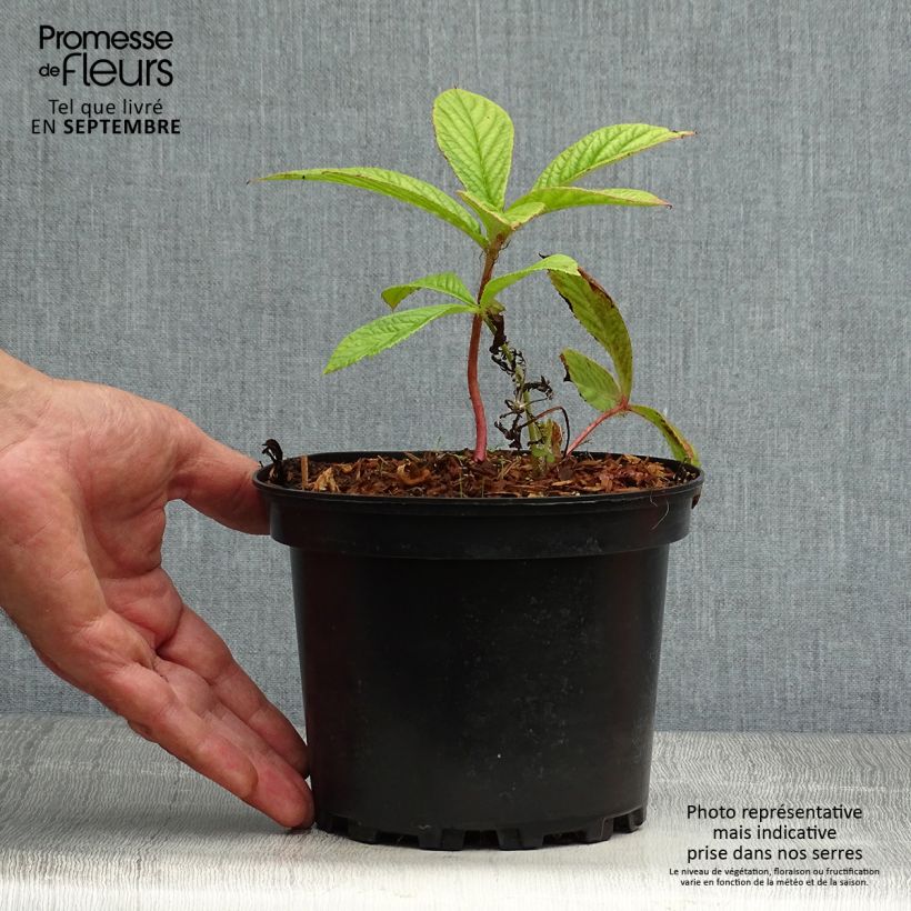 Exemplar von Rodgersia pinnata - Schaublatt Topf mit 1,5L/2L wie im Herbst geliefert
