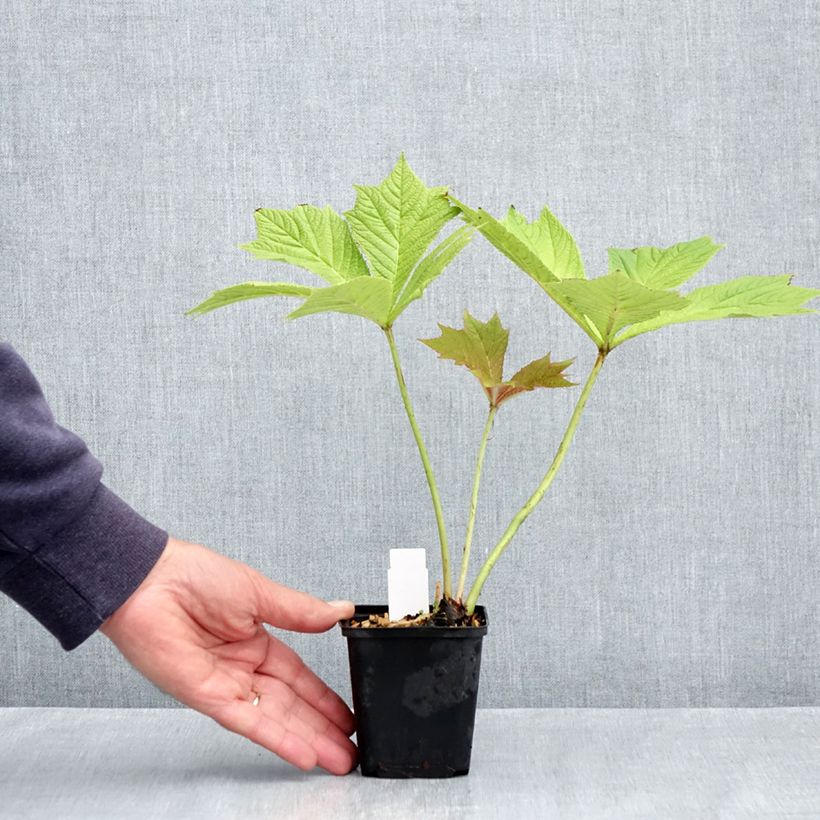 Exemplar von Rodgersia podophylla - Schaublatt Kleine Töpfe von 8/9 cm wie im Frühjahr geliefert